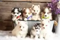 Last litters of Pomsky puppies we are raising. Visit the website for details..https://www.shoalcreekpuppies.com/