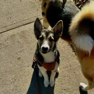 Meet Aria 🐾This sweet pup and her siblings were rescued after a wild start in Iqaluit. Now they’re all healthy, happy, a...